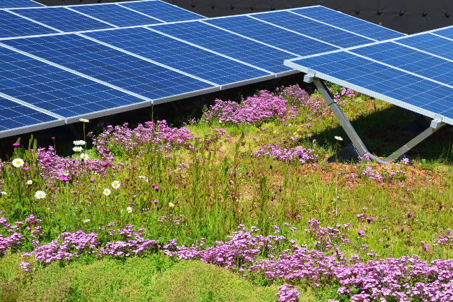 Solar Biodiverse Roof